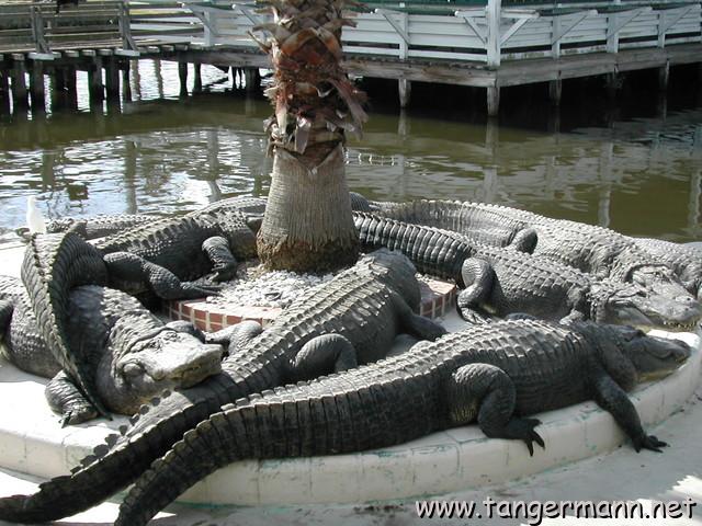 Alligatoren in Gatorland