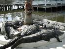 Alligatoren in Gatorland