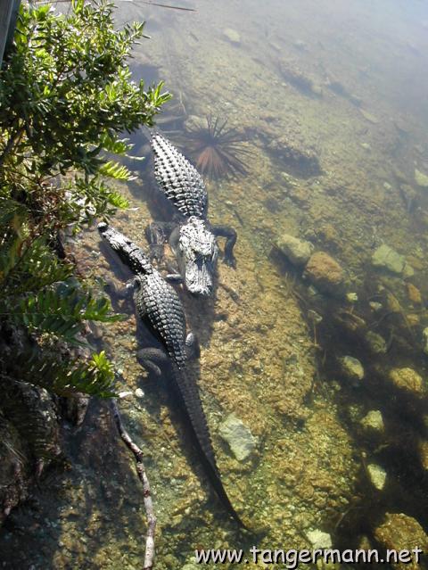 Blue Hole, Big Pine Key