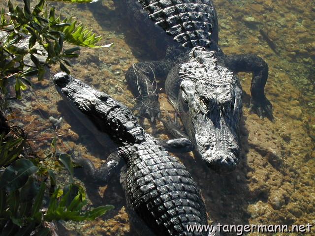 Blue Hole, Big Pine Key