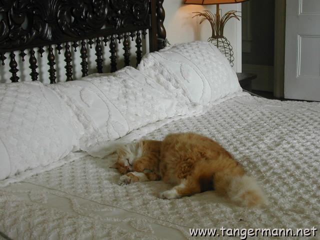 Hemingway House, Key West