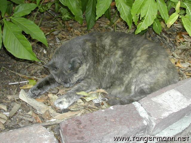 Hemingway House, Key West