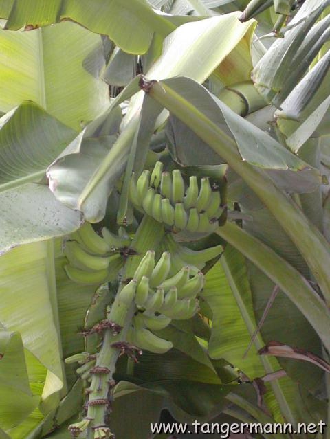 Hemingway House, Key West