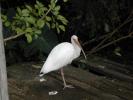 White Ibis