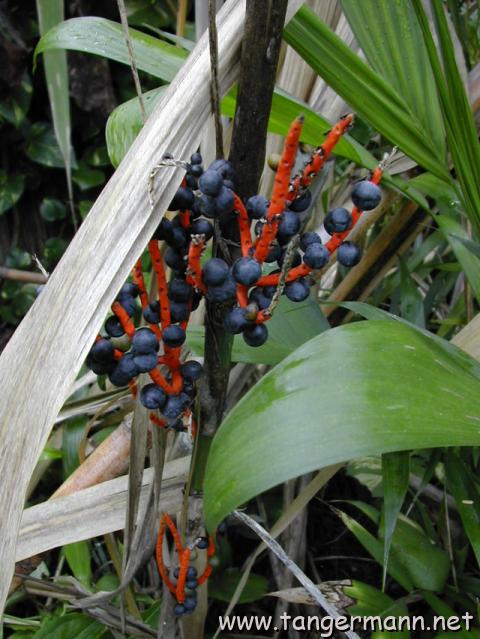 Hemingway House, Key West