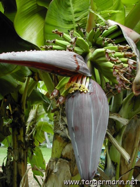 Hemingway House, Key West