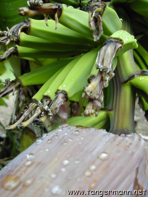 Hemingway House, Key West