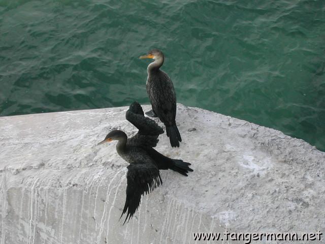 Great Cormorants auf einem Brückenpfeiler