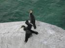 Great Cormorants auf einem Brückenpfeiler