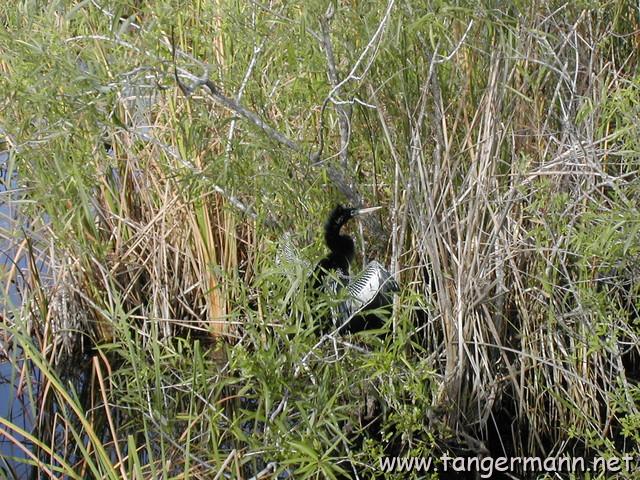 Anhinga Trail