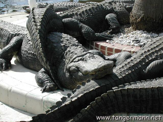Alligatoren in Gatorland