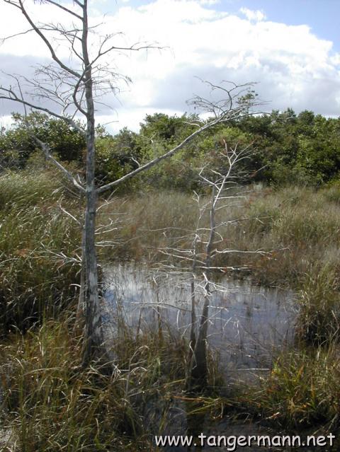 Pa-hay-okee Overlook