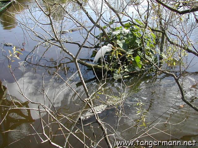 Snowy Egret und Alligator