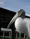 Wood Stork