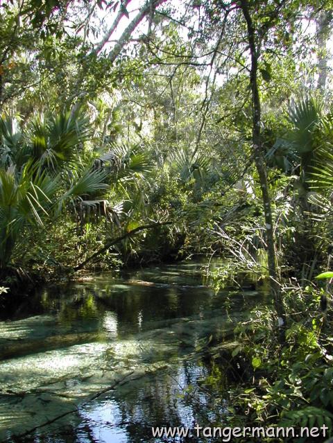 Juniper Springs