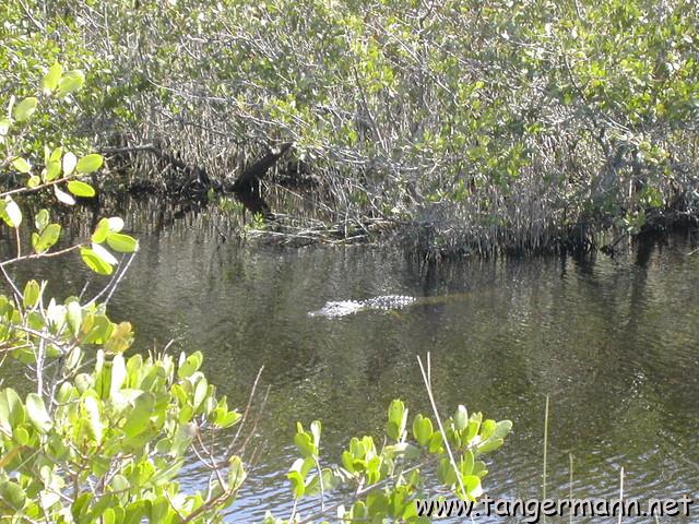 Black Point Wildlife Drive