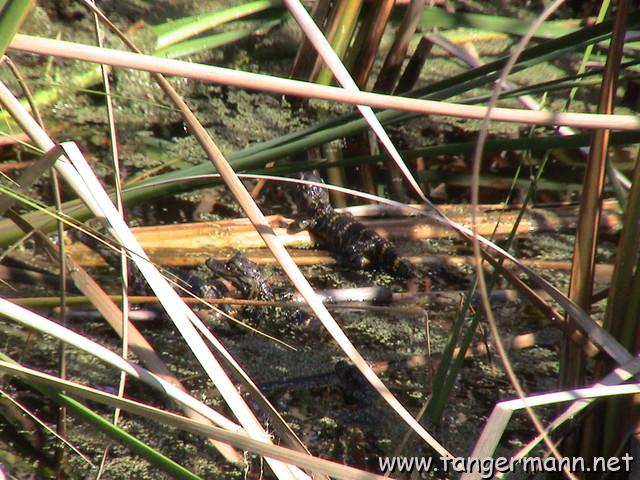 Black Point Wildlife Drive