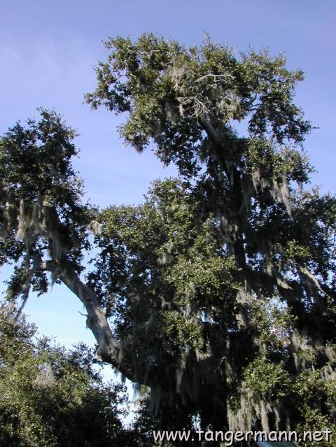 Crystal River Archeological State Park