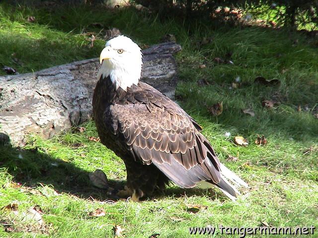 Homosassa Springs State Park