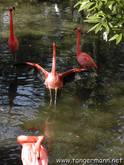 Homosassa Springs State Park