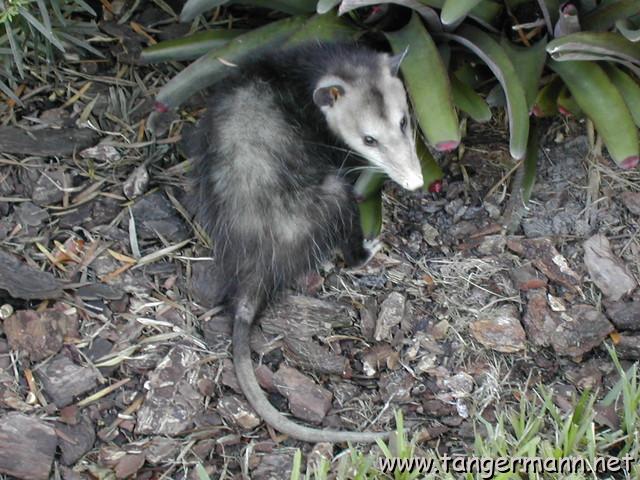 Südopossum (Didelphis marsupialis)