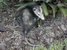 Südopossum (Didelphis marsupialis)