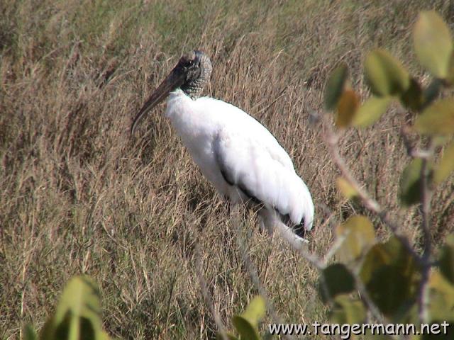 Woodstork