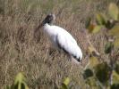 Woodstork