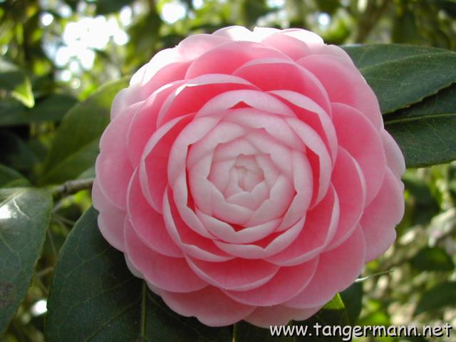 Alfred B. Maclay Gardens