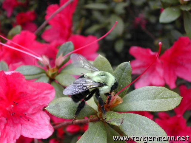 Alfred B. Maclay Gardens