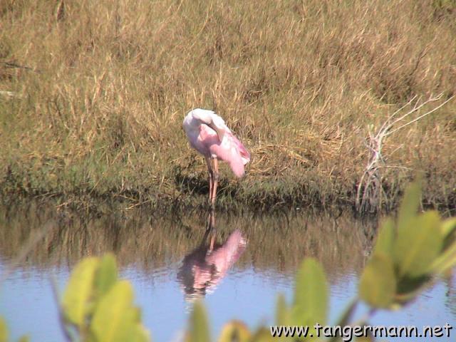 Spoonbill