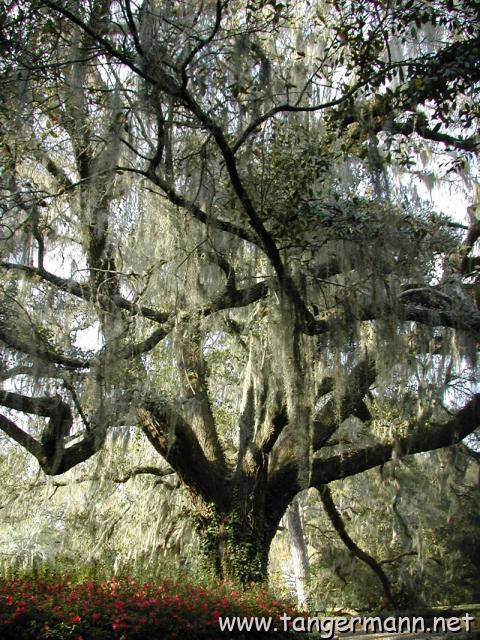 Alfred B. Maclay Gardens