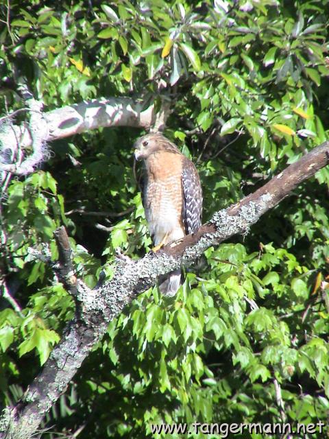 Red Shouldered Hawk
